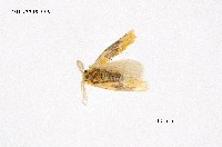 藏品(寬紋黃毒蛾)的圖片